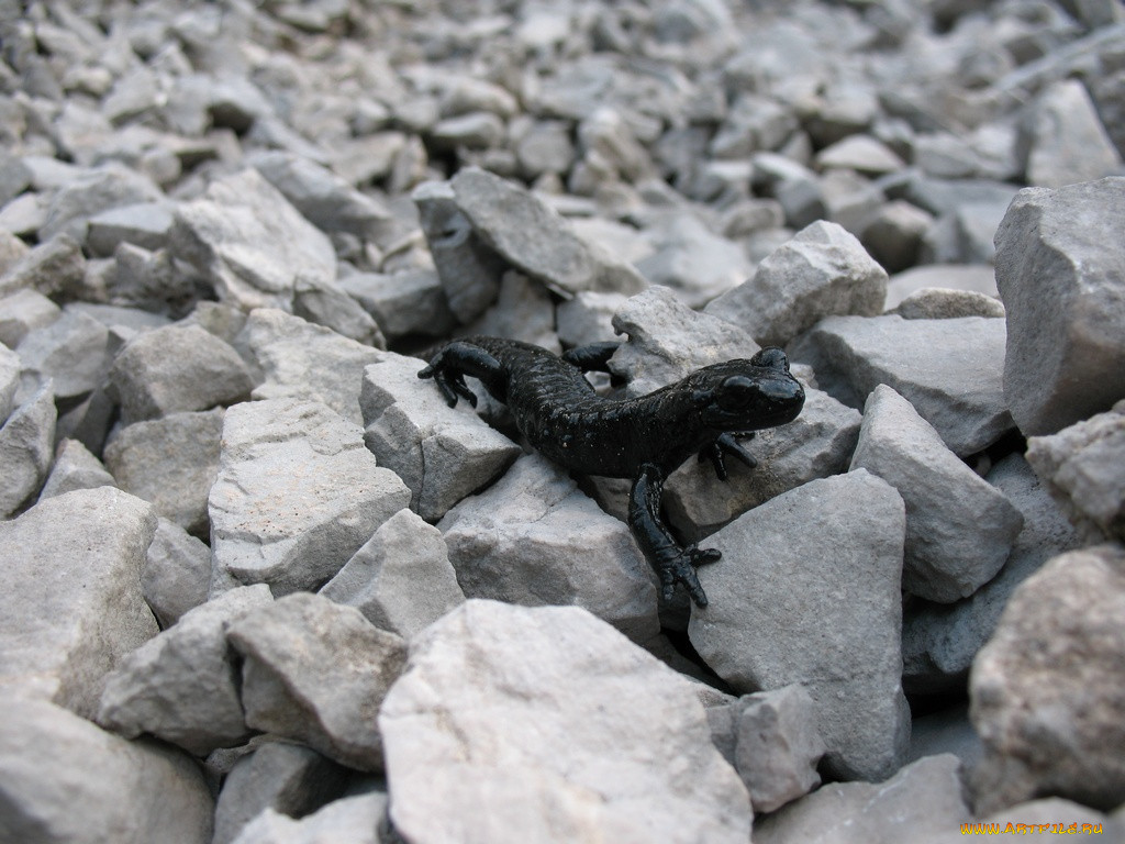 salamandra, nera, , , , 